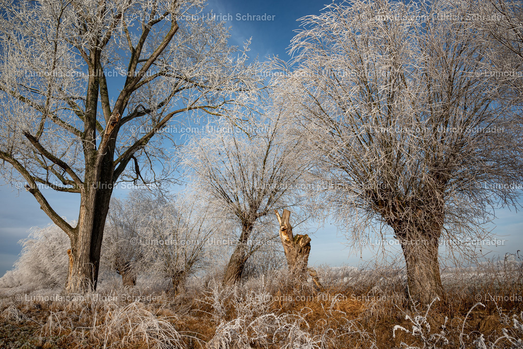 10049-13460 - Winterzauber im Großen Bruch | Stockfoto und Bilderpool mit Bildmaterial aus Deutschland, dem Harz, Halberstadt, Quedlinburg, Wernigerode und weltweit. Qualitativ hochwertige und professionelle Fotos anschauen und kaufen. - Realisiert mit Pictrs.com