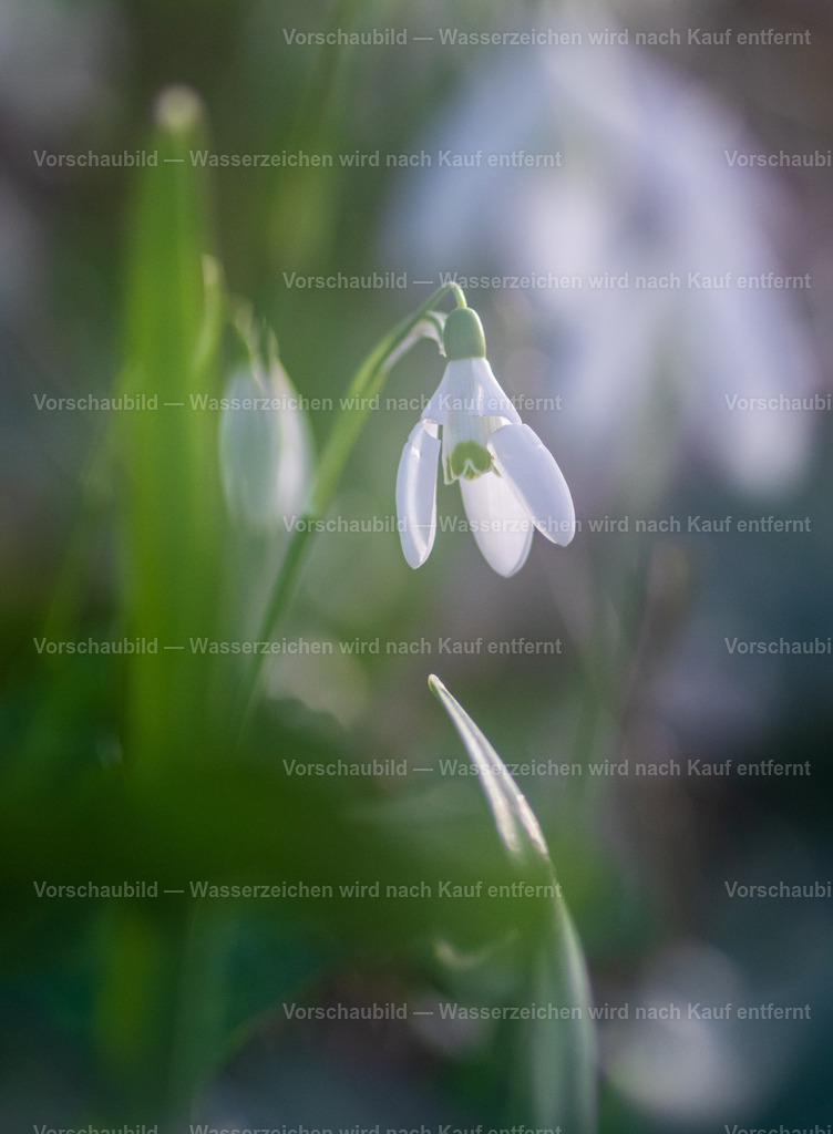 Schneeglöckchen | mit Doppelbelichtung - Realisiert mit Pictrs.com