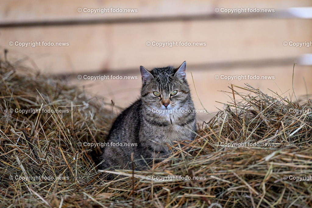 Slowakei_ Durcina_ Ranch Simba_ 06.01.2026-21 | 06.01.2026, Rajec, SVK, Themenbild, Katze, getigerte Katze, Hauskatze, Heu, Stroh, Bauernhof, Scheune, Tierportraet, gemuetlich, laendlich, Natur, Haustier, Fell, Schnurrhaare, blicken, sitzen, Winter