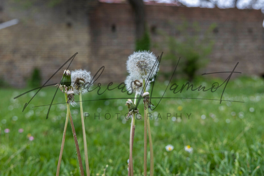 IMG_1409 | Andreas Namnot Fotografie, ein Leben in Bildern - Realisiert mit Pictrs.com