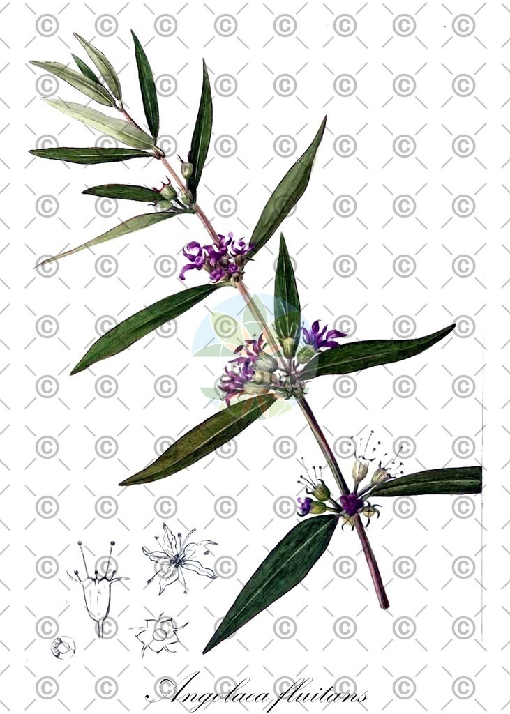 HistAbb_wfo-0000536542_487_ENZY_Simple | Historische Abbildung von Angolaea fluitans - Podostemaceae | Historical Illustration of Angolaea fluitans - Podostemaceae