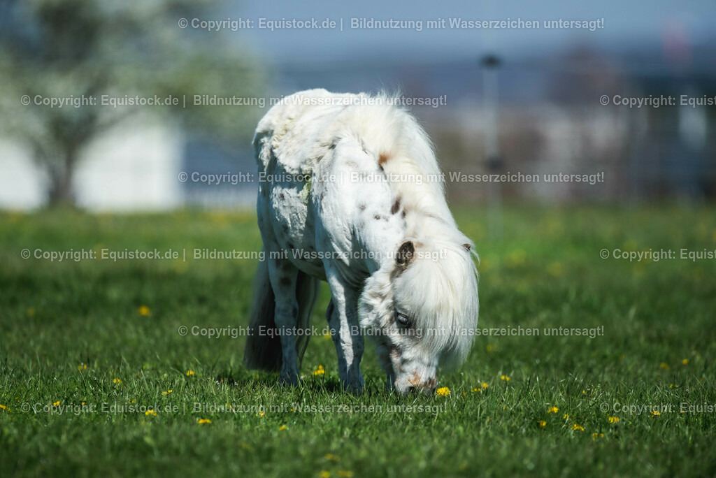 20210426_Pferd-auf-Koppel_0131 | equistock