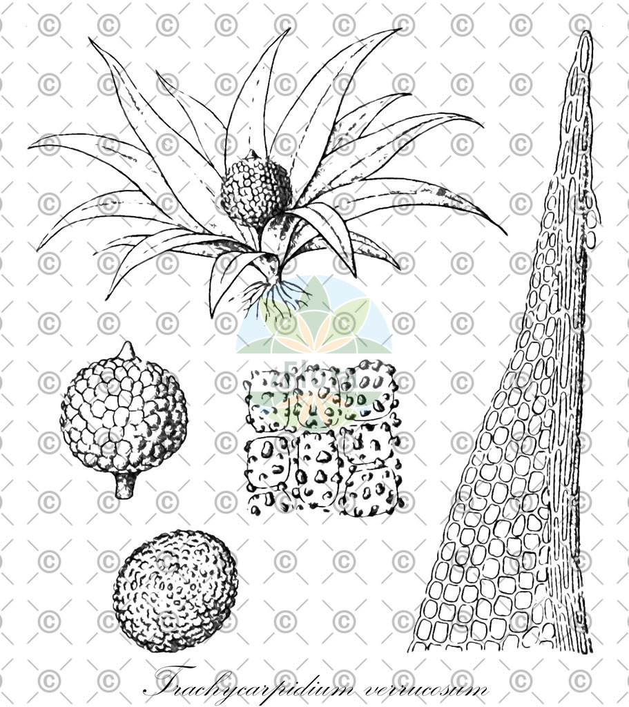 HistAbb_wfo-0001154182_1_ENZY_Simple | Historische Abbildung von Trachycarpidium verrucosum - Pottiaceae | Historical Illustration of Trachycarpidium verrucosum - Pottiaceae