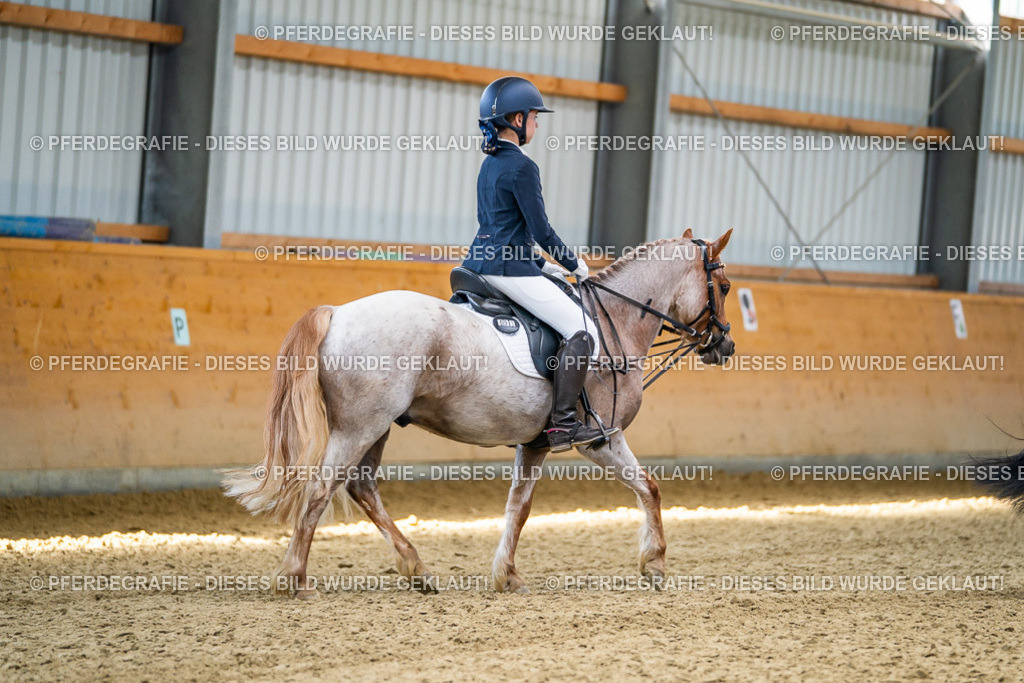 DSC02442 | Pferdegrafie