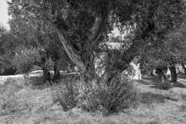 Olive Baum / Olea europaea, Olivia / Olive tree | Kreative Fotografie von Fotoloft-MaciejRusinek aus Frankfurt am Main. Große Motivauswahl in individuell ausgewählten Formaten auf unterschiedlichen Materialien. Bestellen bequem online.
Preise sind variable, je nach Material und Größe. 
 - Realisiert mit Pictrs.com