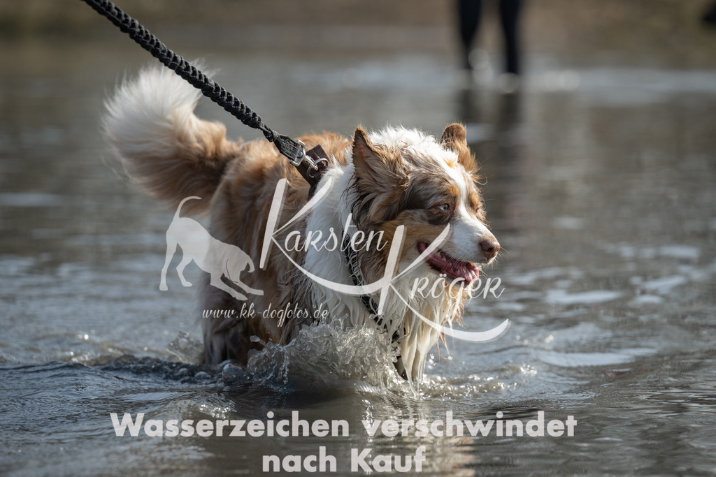 1238_ZZ91252 | kk-dogfotos