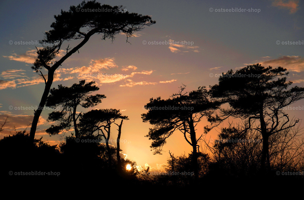 Silhouette eines Kiefernwaldes mit Windflüchtern | Wie im Scherenschnitt heben sich die Kiefern eines Uferwaldes von den rötlich angestrahlten Wolken des Abendhimmels ab.