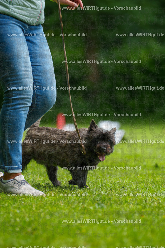 @allesWIRTHgut_Tierfotografie - www.allesWIRTHgut.de - 7R504491 | Professionelle Tierfotografie in Mönchengladbach von Daniel Wirth (allesWIRTHgut). Liebevolle & natürliche Bilder von Hunden & Katzen für unvergessliche Erinnerungen.