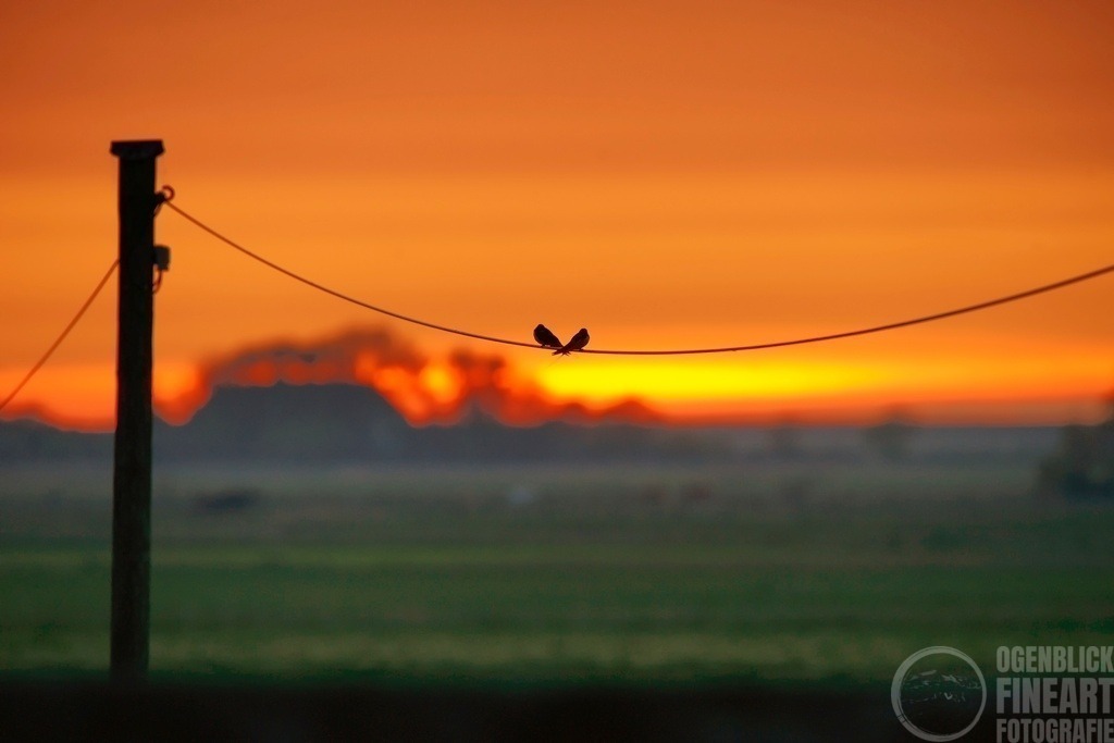 Bild 23.05.19 um 22.50 | Björn Thiemann; Ogenblick.de; Fotografie; Photograph; Landscape, Pellworm, Schleswig-Holstein; Inselfotograf; Inselfotografien; Wattenmeer; National-Park; Naturschutzgebiet; Leuchtturm; Lighthouse; Leinwandbilder; Kalender; Pellworm Kalender;  - Realisiert mit Pictrs.com