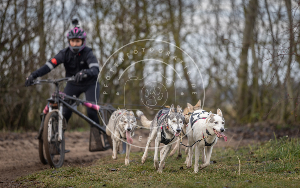Pfotenfotografie_DV3A6080 | Hundefotografie, Tierfotograf, Pfotenfotografie, Fotoshooting Hund, Hunde Portrait, Hundesport, Hundeportraits, Heideshooting, Hunde, Sportfotograf, Hundefotograf, Turnierhundsport, THS,  - Realisiert mit Pictrs.com