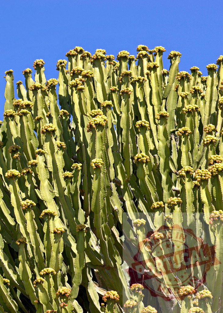 Canary Islands Euphorbia canariensis succulent desert plant | Numerous green succulent stems with yellow flowers growing under a clear blue sky - Realisiert mit Pictrs.com