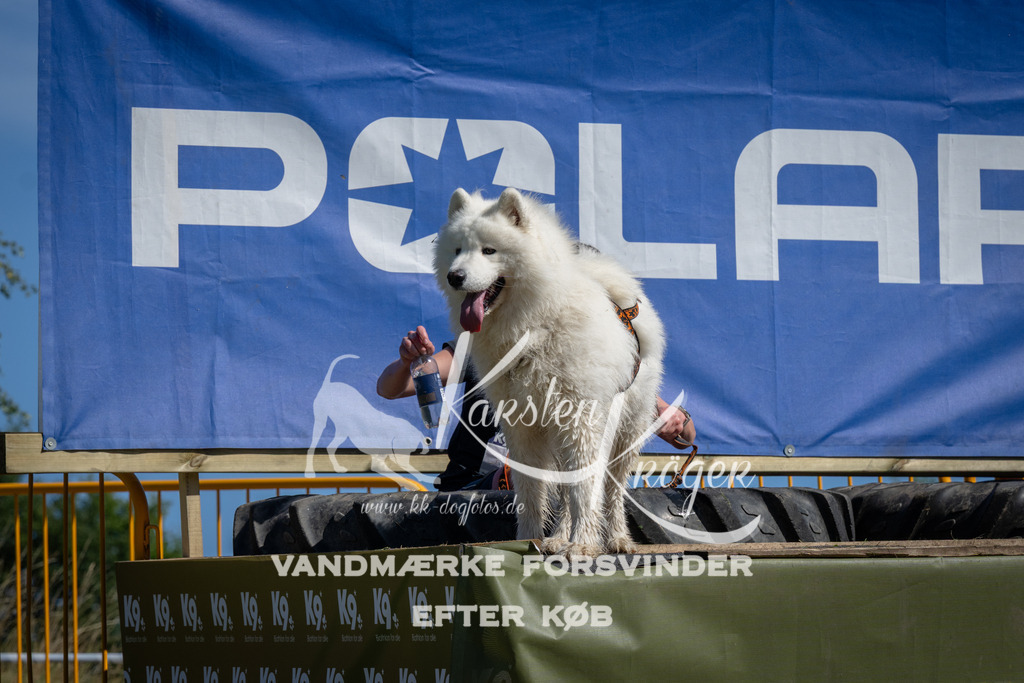 1119_ZZ91245 | kk-dogfotos