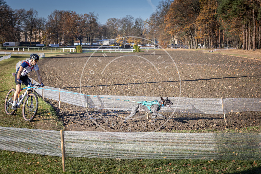 CaniXpix_DV3A2582 | Hundefotografie, Tierfotograf, Pfotenfotografie, Fotoshooting Hund, Hunde Portrait, Hundesport, Hundeportraits, Heideshooting, Hunde, Sportfotograf, Hundefotograf, Turnierhundsport, THS,  - Realisiert mit Pictrs.com