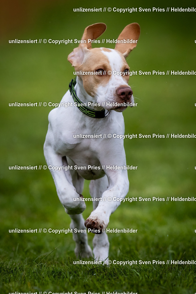 Sven Pries | 2024-04-21 - Hunderennen Baden-Oos
Foto: Sven Pries - Realisiert mit Pictrs.com