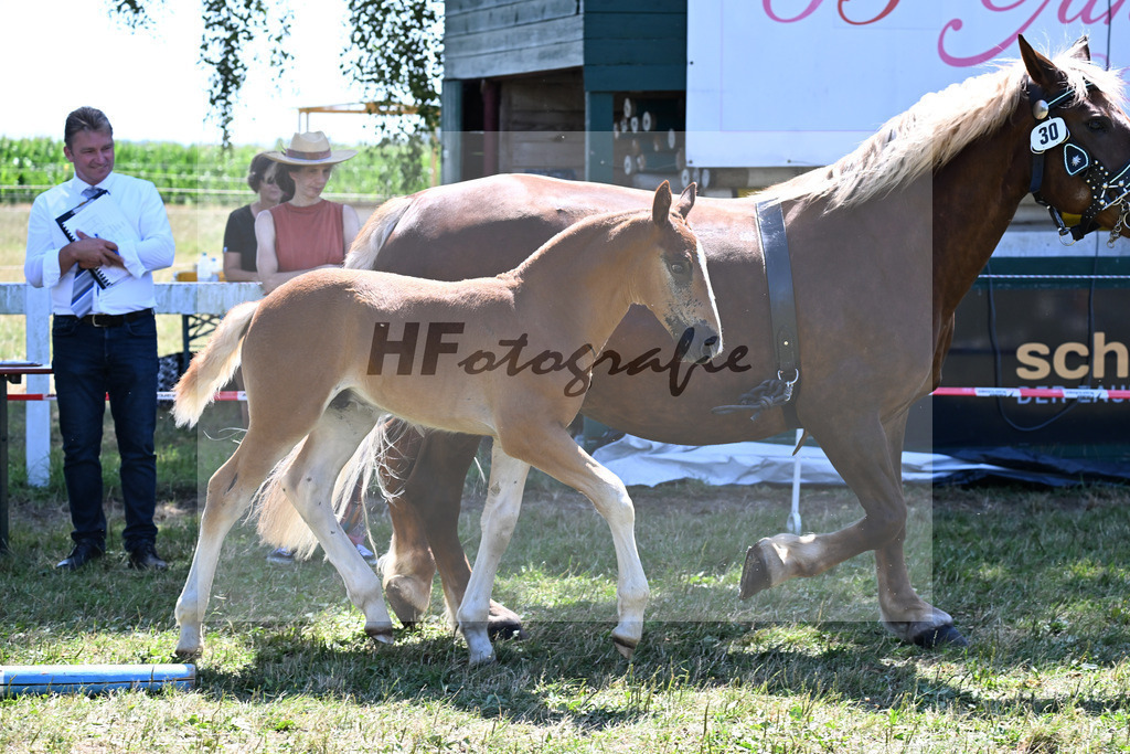Kat-Nr. 30 HF v. Valegro x Vivaldi_Lamecker_22250688 | hf-fotografie - Realizzato con Pictrs.com