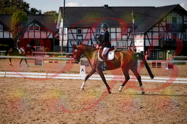 2026_10_03_Siefer-Hof_131518_Z63_76799935 | Professionelle Reitsport-, Turnier- und Eventfotografie von Robert Broda. Galerien mit ausgewählten und bearbeiteten Bildern direkt online ansehen und bestellen.