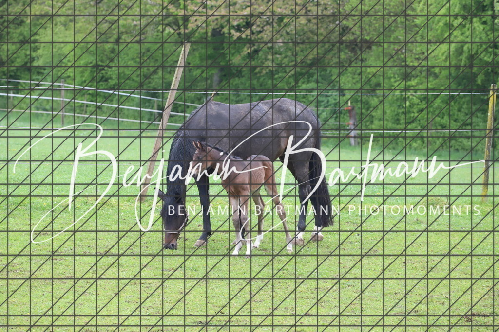 IMG_4324 | Benjamin Bartmann Photomoments