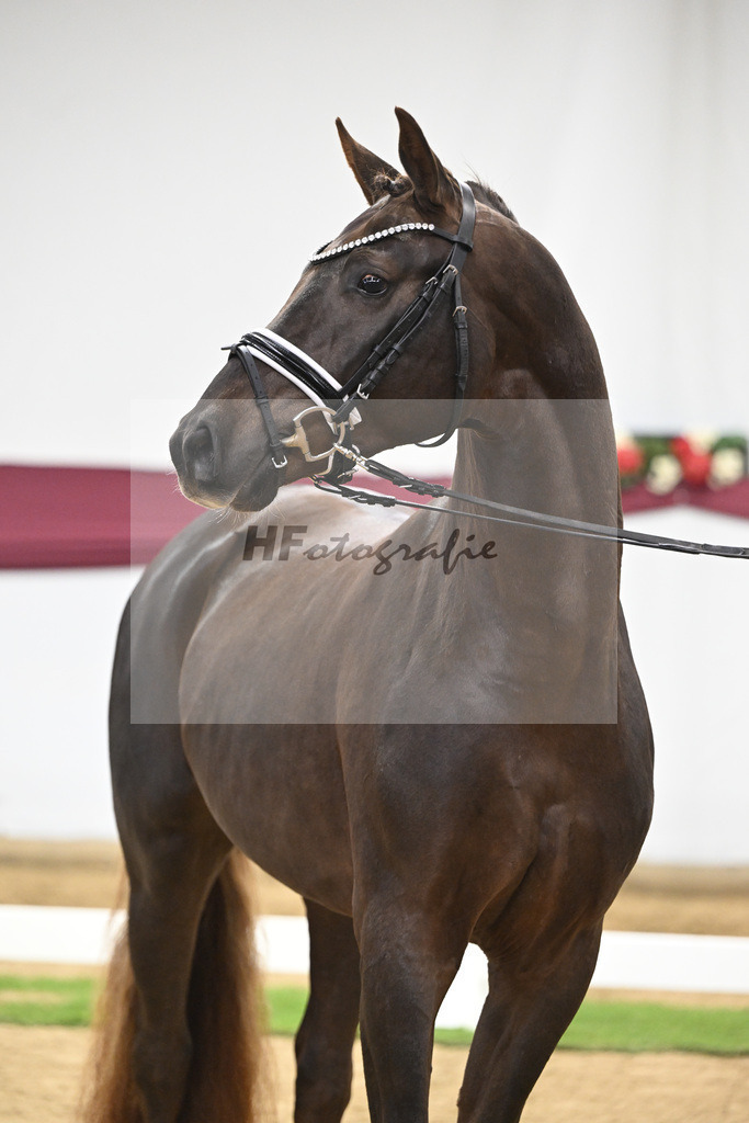 Kat-Nr. 126 Va Bene x Fuerst Jazz_Johannes Gaab_47254171 | hf-fotografie - Realisiert mit Pictrs.com