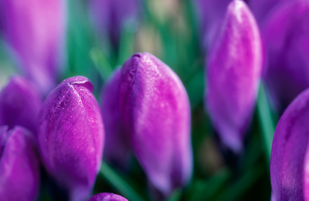 Lila Krokusse | Austria - April 06, 2009: Lila Krokusse im Gartenbeet. - Realisiert mit Pictrs.com