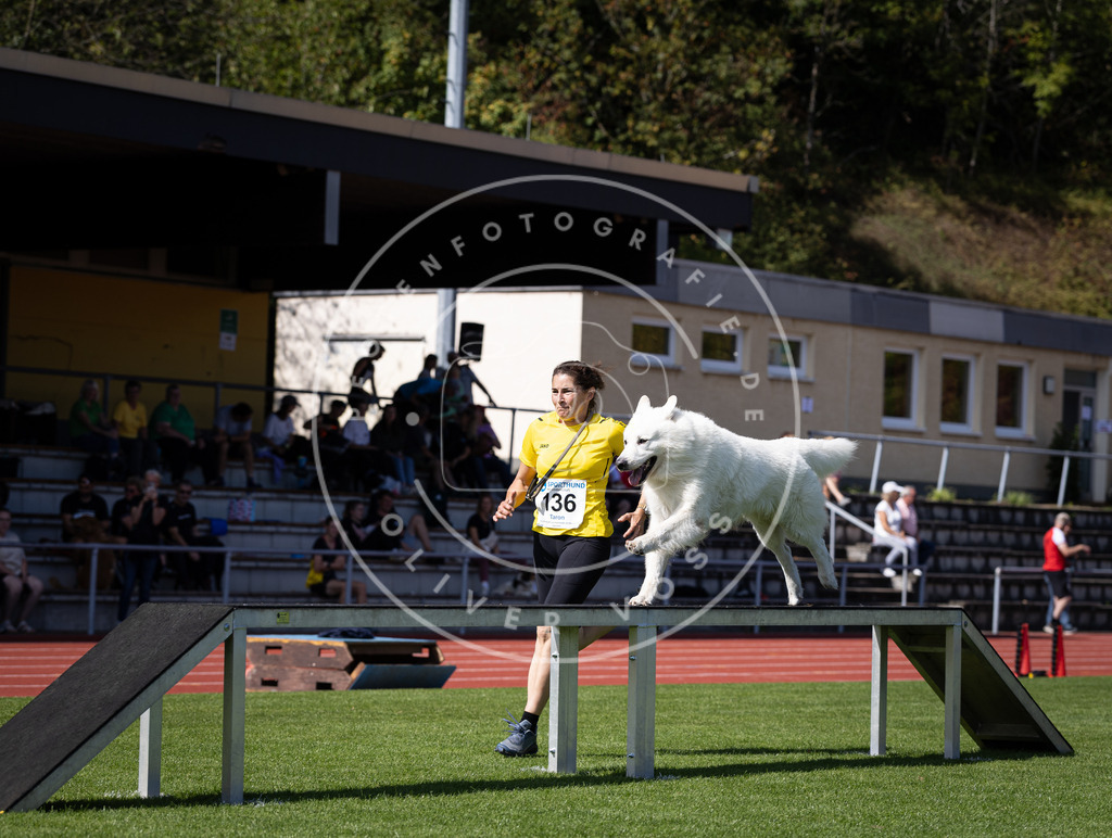 Pfotenfotografie_DV3A8978 | Hundefotografie, Tierfotograf, Pfotenfotografie, Fotoshooting Hund, Hunde Portrait, Hundesport, Hundeportraits, Heideshooting, Hunde, Sportfotograf, Hundefotograf, Turnierhundsport, THS,  - Realisiert mit Pictrs.com