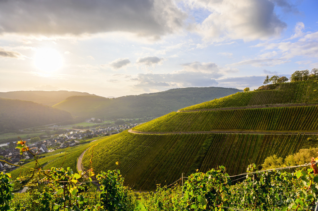 Zeltinger Weinberg | Online Foto-Shop von André Engelhardt, Filmemacher und Fotograf. Fine Art Prints, Kunstdrucke, Fotogeschenke, Souvenirs von Mosel, Rhein und mehr. 