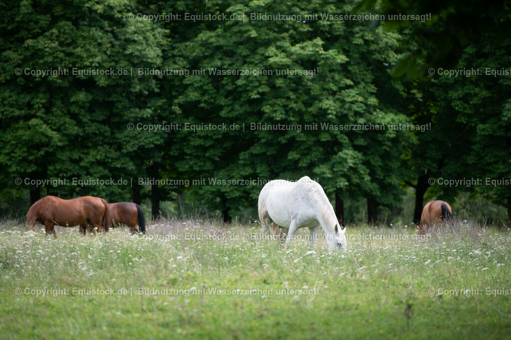 20210712_Pferd-auf-Weide_0010 | Foto: Thomas Hartig
