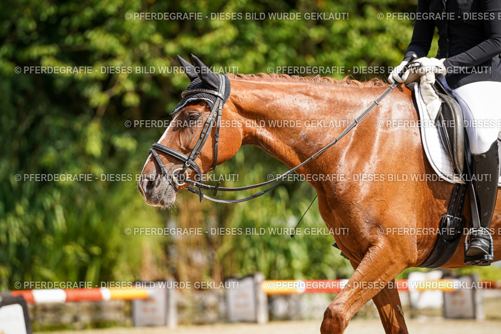 DSC08688 | Pferdegrafie