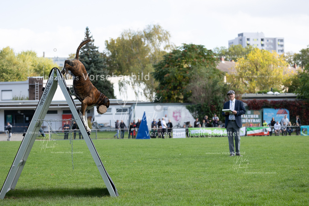 _16A5325 | Einzigartige Fotos von Hunden & Menschen –Actionfotos, Portraits, Vereinsaufnahmen & Paarshootings – authentisch, lebendig & mit Herz.