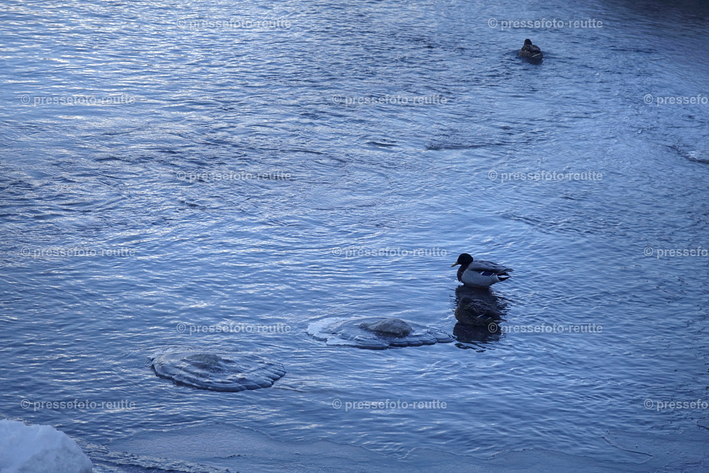 welltvi-Lechfluss-Winter_24Jan2019-Steeg_DSC2200 | Info aus dem Bezirk Reutte/Ausserfern Tirol sowie eine umfangreiche Bilddatenbank über die gesamte Region: Lechtal, Talkessel Reutte, Tannheimertal, Zwischentoren. Lech, Plansee, Zugspitze, Grenztunnel, B179, Fernpassstraße, Verkehr, Lawinen, Tradition, - Realisiert mit Pictrs.com