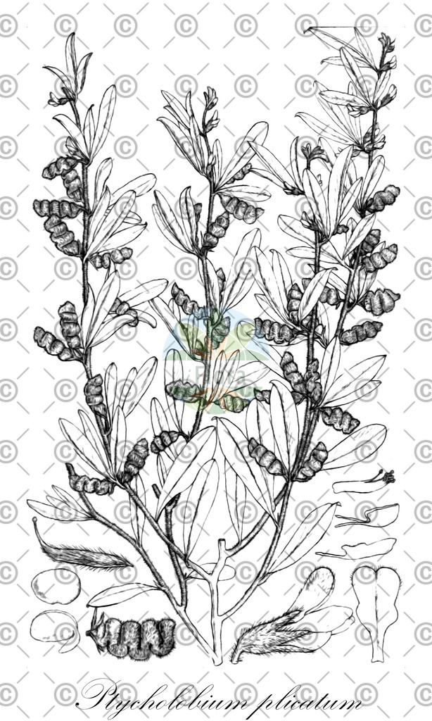 HistAbb_wfo-0001171756_1_ENZY_Simple | Historische Abbildung von Ptycholobium plicatum - Fabaceae | Historical Illustration of Ptycholobium plicatum - Fabaceae