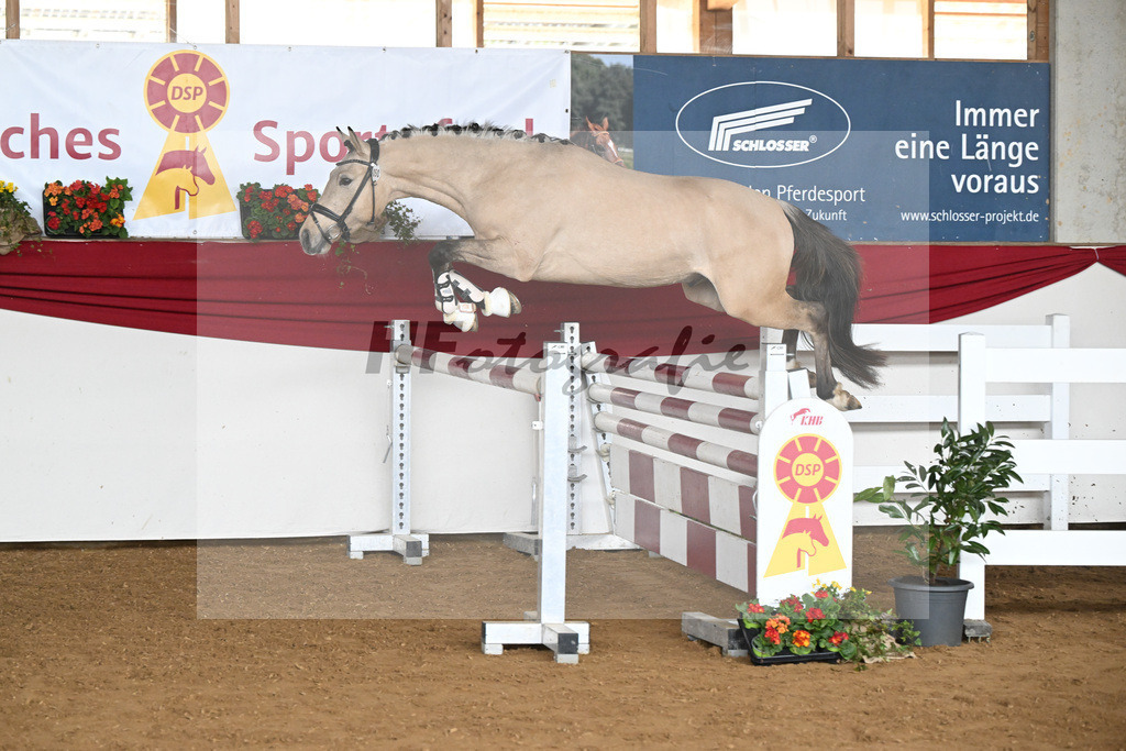 Kat-Nr. 50 Gruendleinhofs Gluecksgarant v. Gold Garant NRW_Kaus_16250490 | hf-fotografie - Realisiert mit Pictrs.com