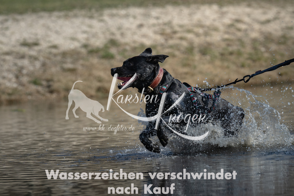 1353_ZZ98578 | kk-dogfotos