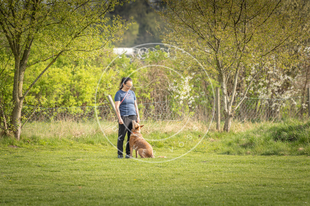 Pfotenfotografie_DV3A4984 | Hundefotografie, Tierfotograf, Pfotenfotografie, Fotoshooting Hund, Hunde Portrait, Hundesport, Hundeportraits, Heideshooting, Hunde, Sportfotograf, Hundefotograf, Turnierhundsport, THS,  - Realisiert mit Pictrs.com