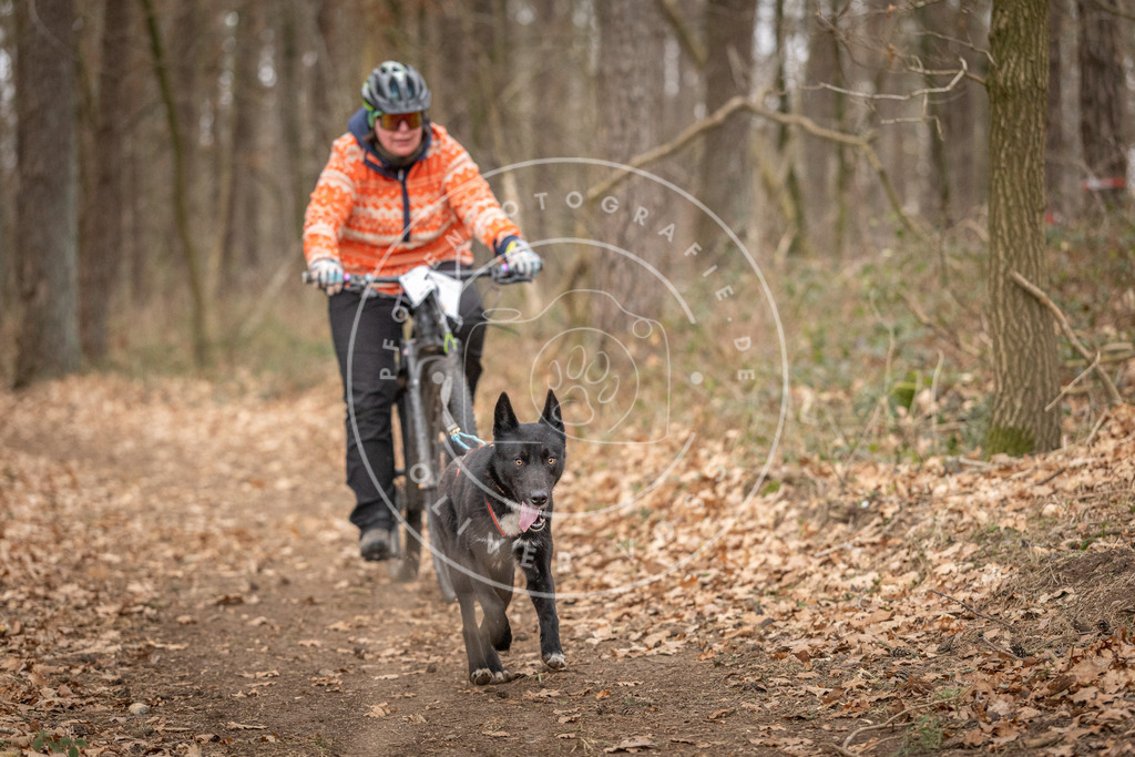 Pfotenfotografie_DV3A0373 | Hundefotografie, Tierfotograf, Pfotenfotografie, Fotoshooting Hund, Hunde Portrait, Hundesport, Hundeportraits, Heideshooting, Hunde, Sportfotograf, Hundefotograf, Turnierhundsport, THS,  - Realisiert mit Pictrs.com