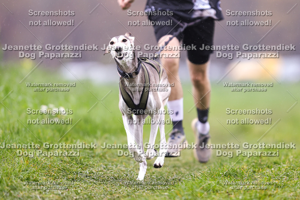 Dog Paparazzi - Visbeck 25 -783 | Dog Paparazzi Jeanette Grottendiek Fotografie & Videografie - Realisiert mit Pictrs.com