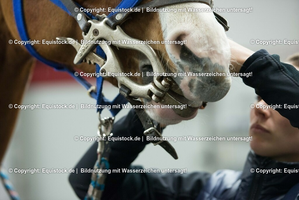 20170113_Maulgatter_0004 | Foto: Thomas Hartig