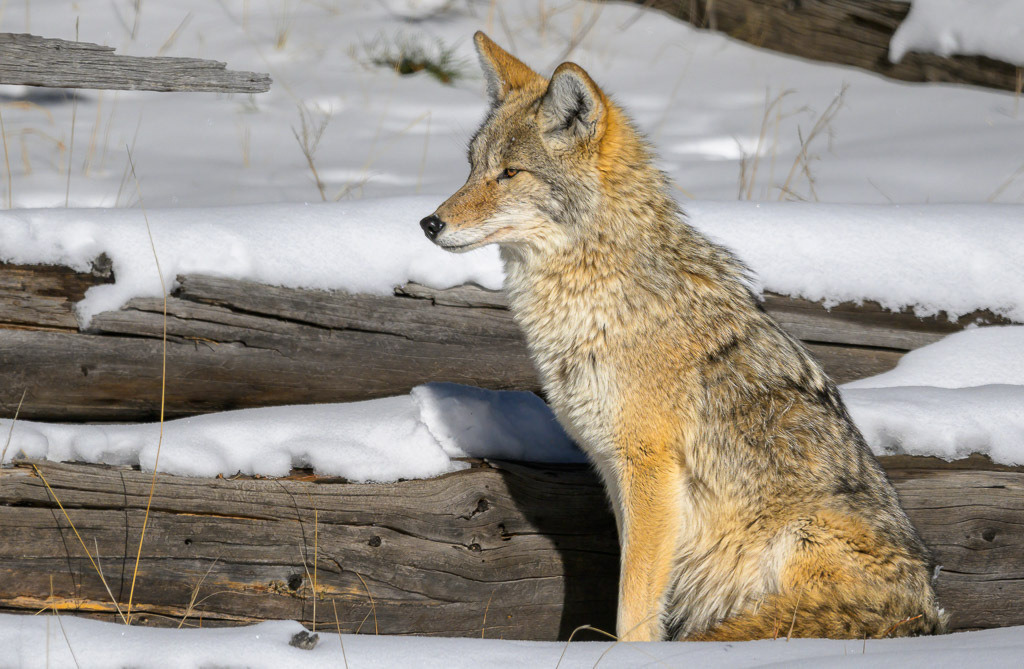 2024-157 | Kojote in der Nähe des Madison River. - Realisiert mit Pictrs.com