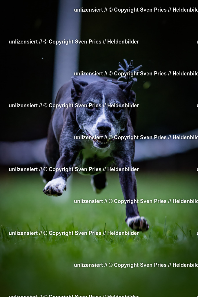 Sven Pries | 2024-10-19 - Hunderennen Ober-Grombach - Realisiert mit Pictrs.com