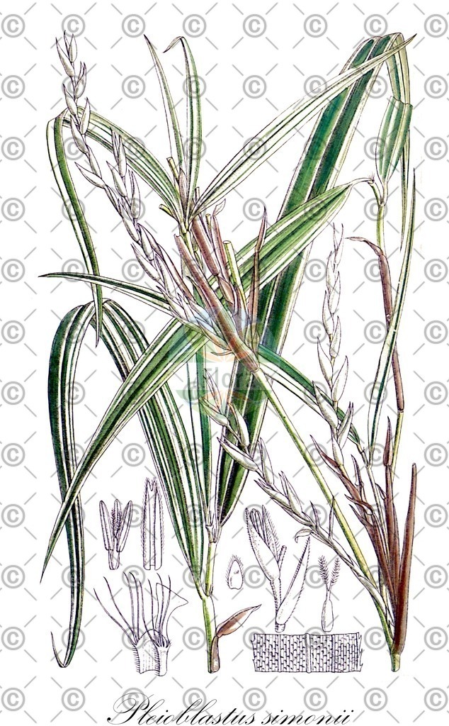 HistAbb_wfo-0000276284_2_ENZY_Simple | Historische Abbildung von Pleioblastus simonii - Poaceae | Historical Illustration of Pleioblastus simonii - Poaceae