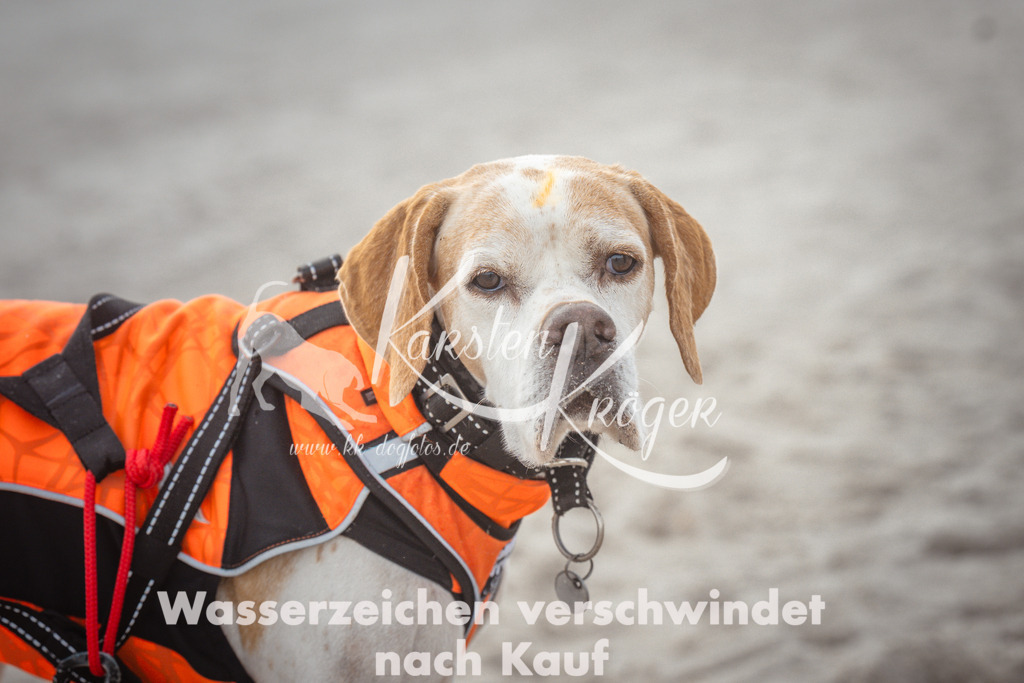 1124_ZZ98313 | kk-dogfotos