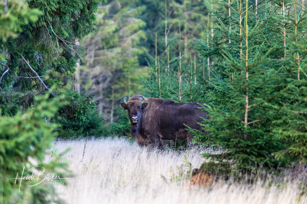 Wildes Wisent im Wald | Wildes Wisent im Wald - Realisiert mit Pictrs.com