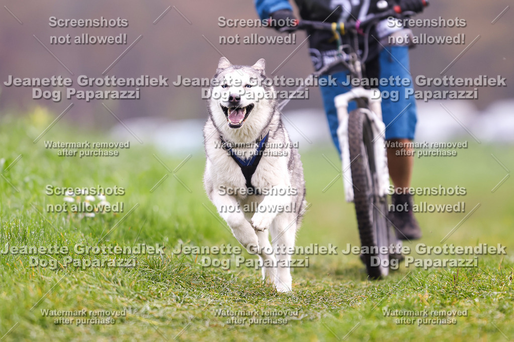 Dog Paparazzi - Visbeck 25 -320 | Dog Paparazzi Jeanette Grottendiek Fotografie & Videografie - Realisiert mit Pictrs.com