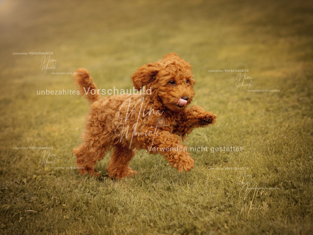 _16A9411-12 | Einzigartige Fotos von Hunden & Menschen –Actionfotos, Portraits, Vereinsaufnahmen & Paarshootings – authentisch, lebendig & mit Herz.