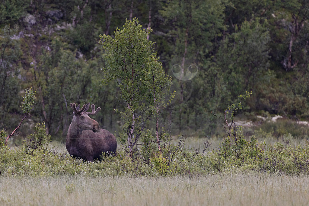 R5NF1992-20230728 | Der Elch ist der größte Vertreter aus der Familie der Hirsche. Sein aktuelles Verbreitungsgebiet erstreckt sich über die gesamte Nordhalbkugel. - Realisiert mit Pictrs.com
