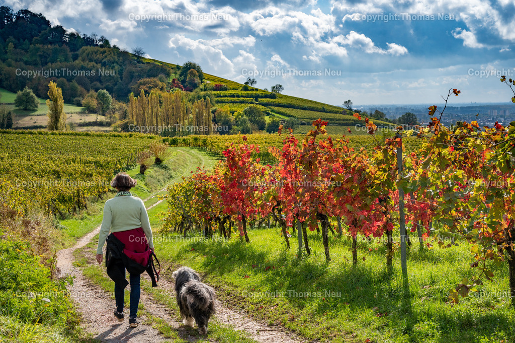 DSC_6920 | Weinberge zwischen Bensheim und Heppenheim, Herbststimmung ,Weinberge, Landschaftsfotografie,, Bild: Thomas Neu