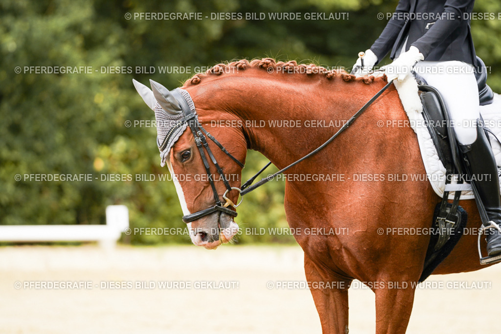 DSC01927 | Pferdegrafie