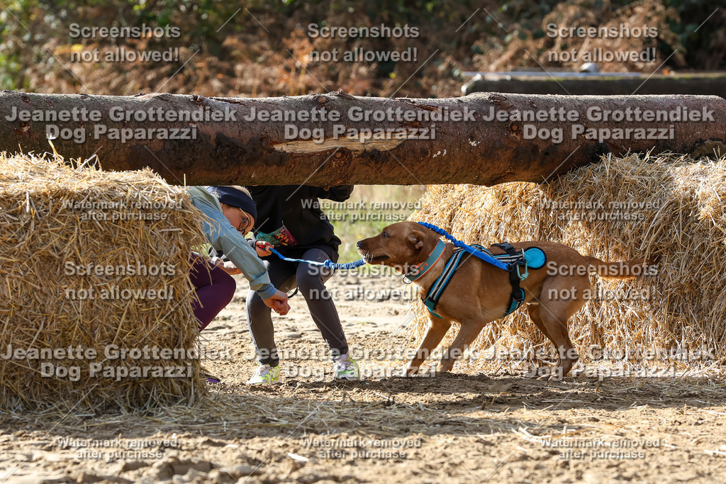 Dog Paparazzi - Strongdog 10-25-5930 | Dog Paparazzi Jeanette Grottendiek Fotografie & Videografie - Realisiert mit Pictrs.com