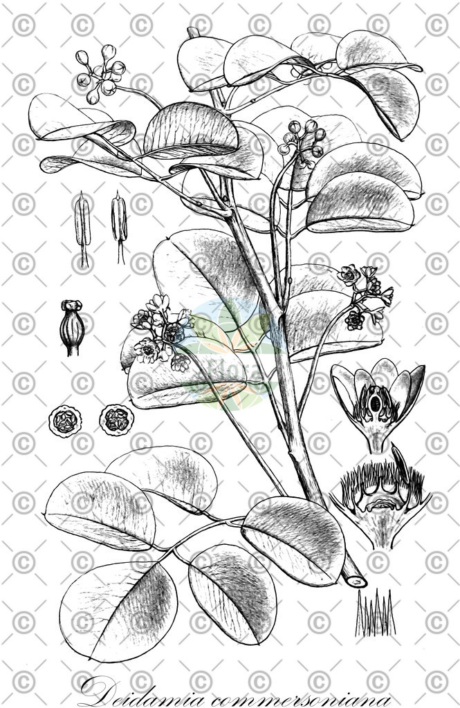 HistAbb_wfo-0000639369_1_ENZY_Simple | Historische Abbildung von Deidamia commersoniana - Passifloraceae | Historical Illustration of Deidamia commersoniana - Passifloraceae