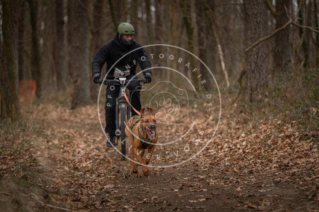 Pfotenfotografie_DV3A7047 | Hundefotografie, Tierfotograf, Pfotenfotografie, Fotoshooting Hund, Hunde Portrait, Hundesport, Hundeportraits, Heideshooting, Hunde, Sportfotograf, Hundefotograf, Turnierhundsport, THS,  - Realisiert mit Pictrs.com