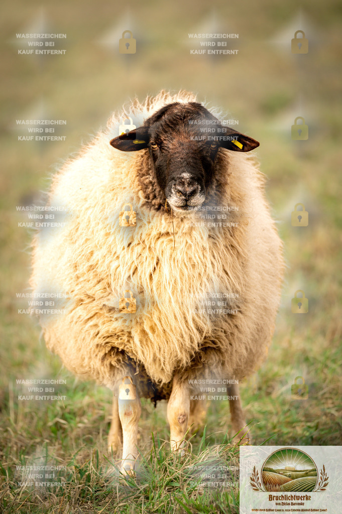 Deichschaf | Professioneller Fotograf mit 10 Jahren Erfahrung. Landschafts- und Hochzeitsfotografie im Oderbruch. Workshops und beeindruckende Bilder für besondere Momente.